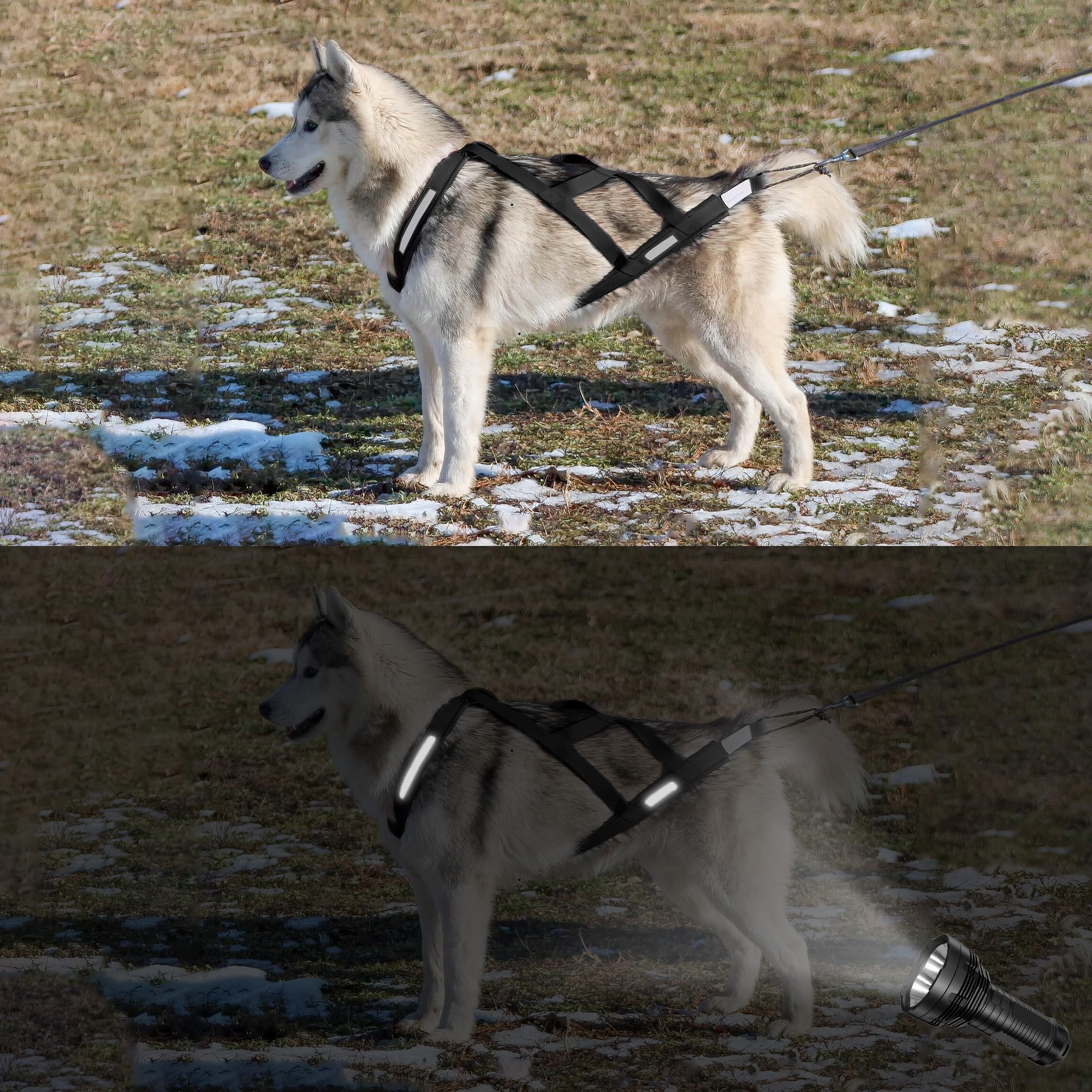 KH866 harness on small breed demonstrating compatibility with French Bulldog and Shiba Inu