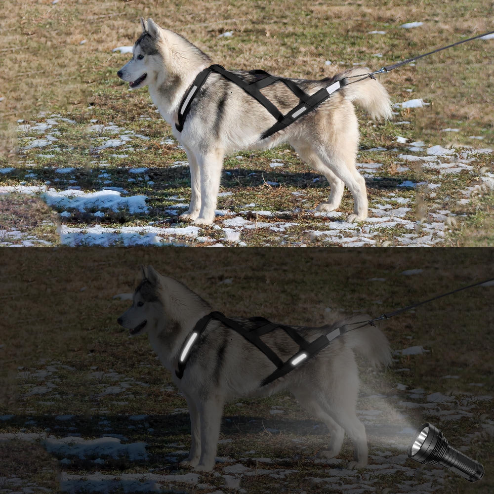 KH866 harness on small breed demonstrating compatibility with French Bulldog and Shiba Inu
