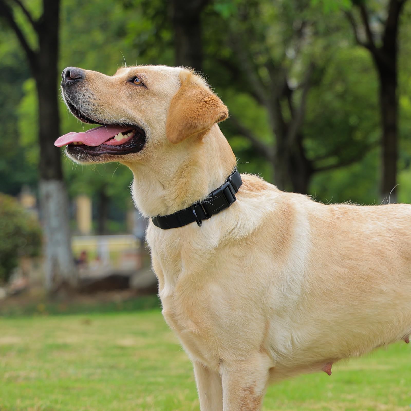 Kidding Pets multi-color variation offers style options for any dog.