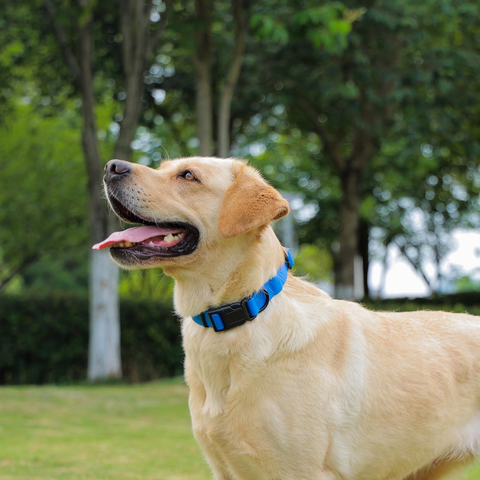 Kidding Pets quick-release buckle collar simple on-and-off use