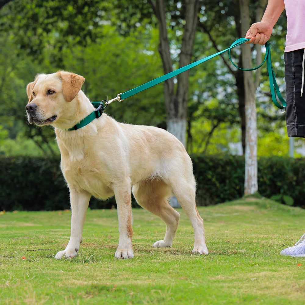 Kidding Pets Emerald Green collar option in everyday wear
