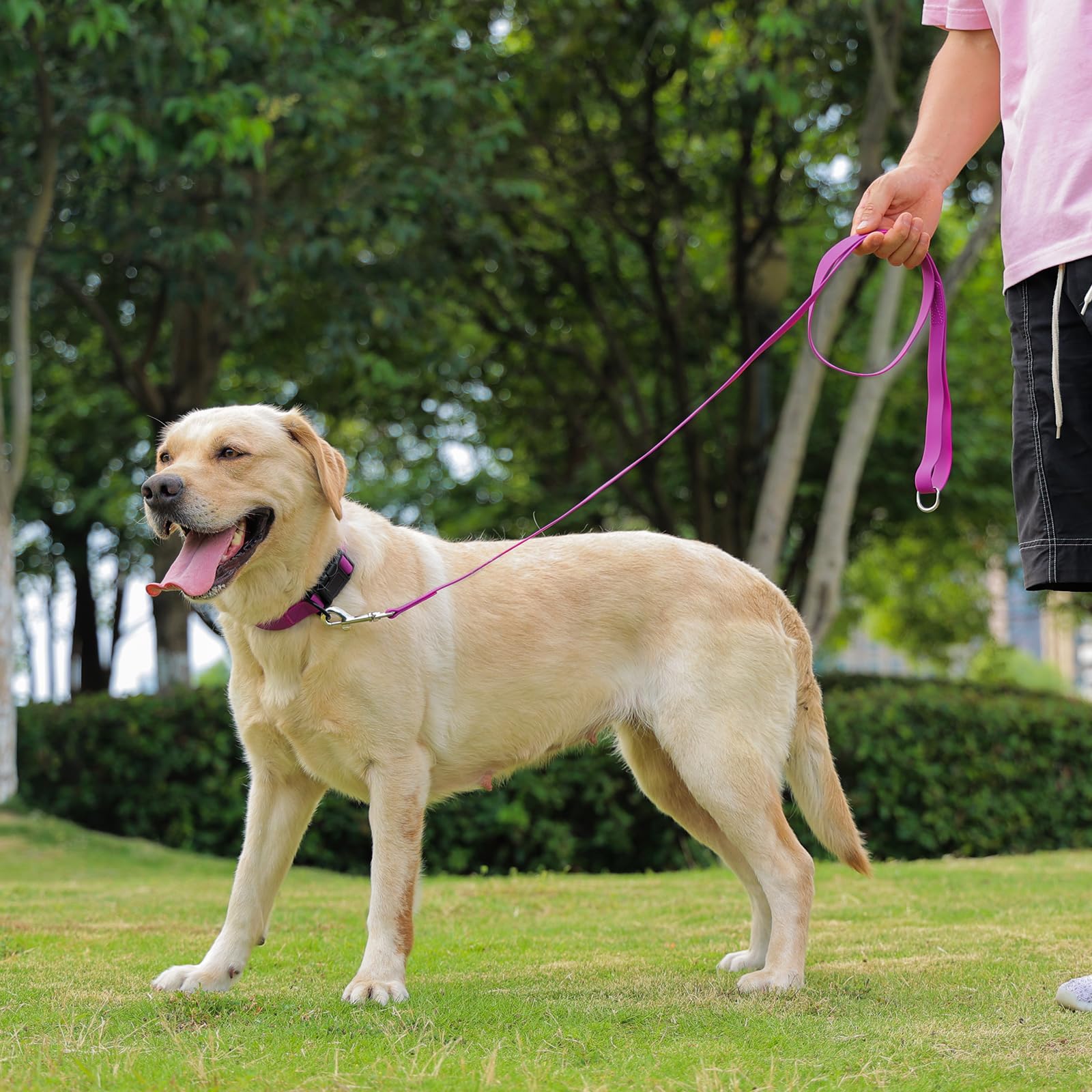 Kidding Pets waterproof dog collar in motion during a walk shows daily wear comfort.