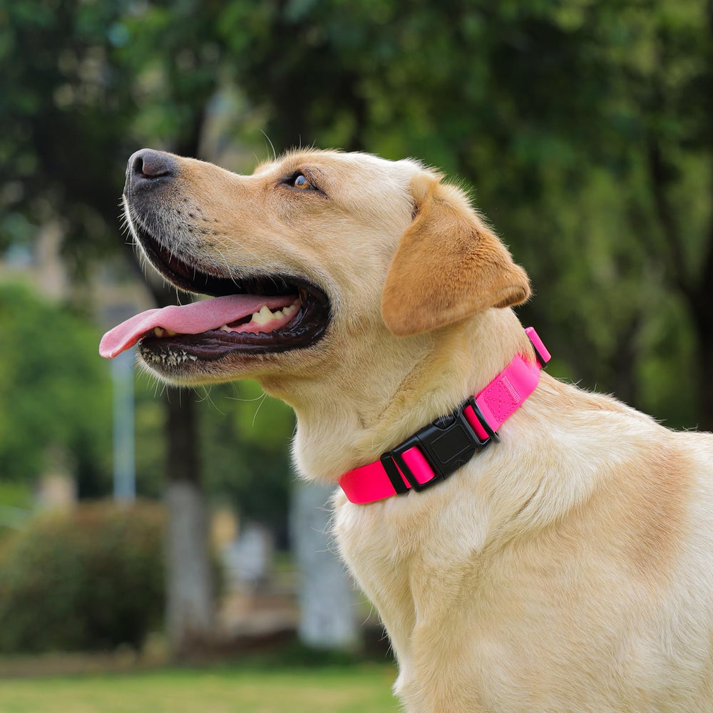 Kidding Pets waterproof dog collar multi-color option shows style choices
