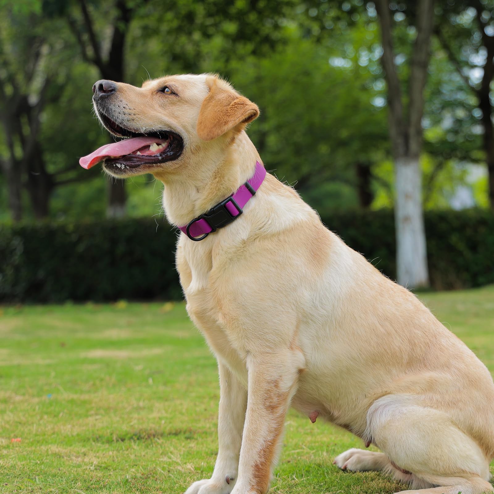 Kidding Pets waterproof dog collar available in multiple sizes for a versatile fit.