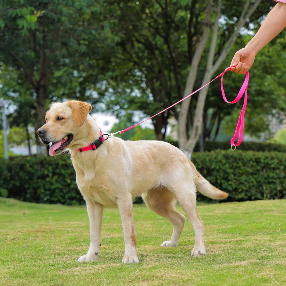Kidding Pets pink collar shown on a dog for beach or park adventures.