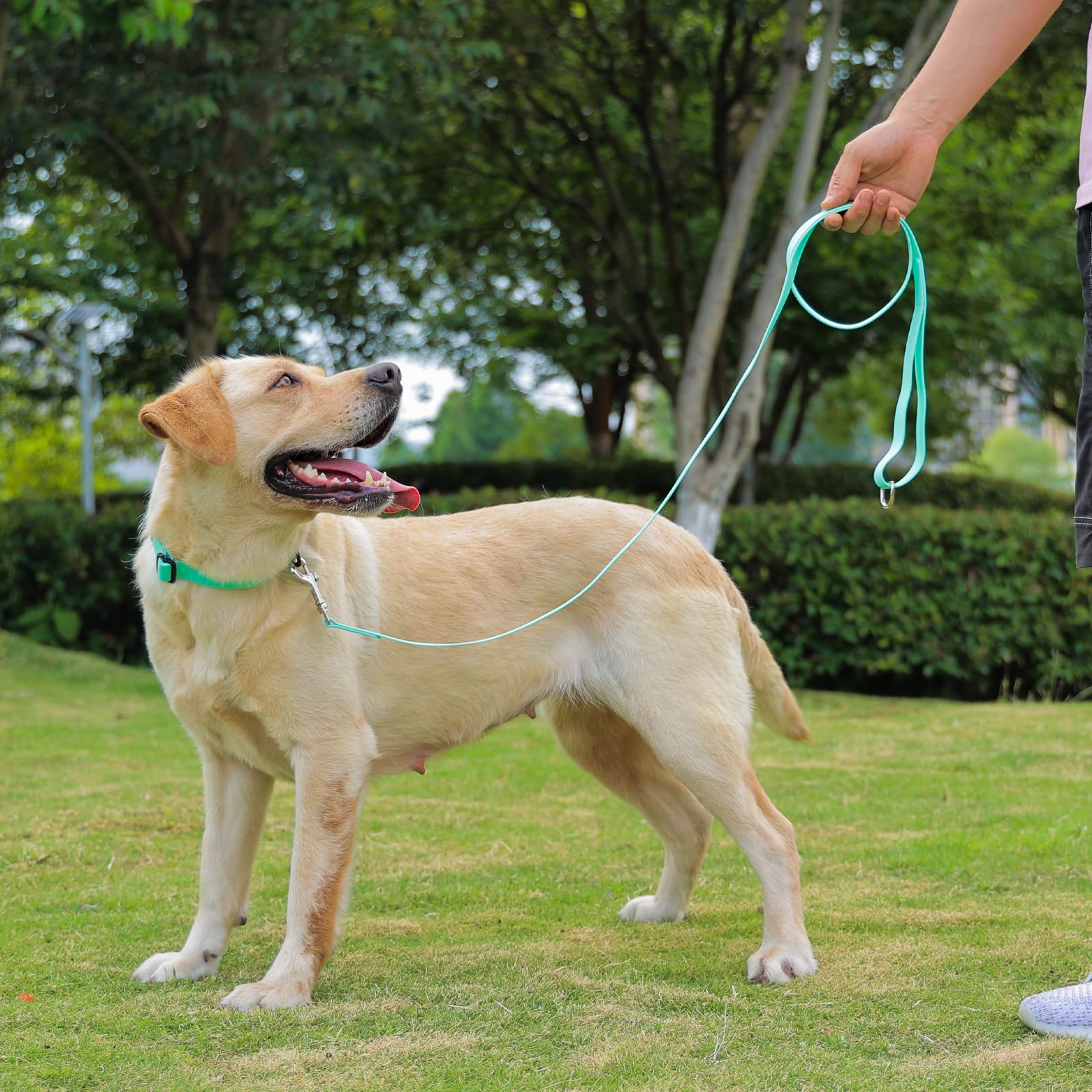 KIDDING PETS collar size options chart with small to large dogs.