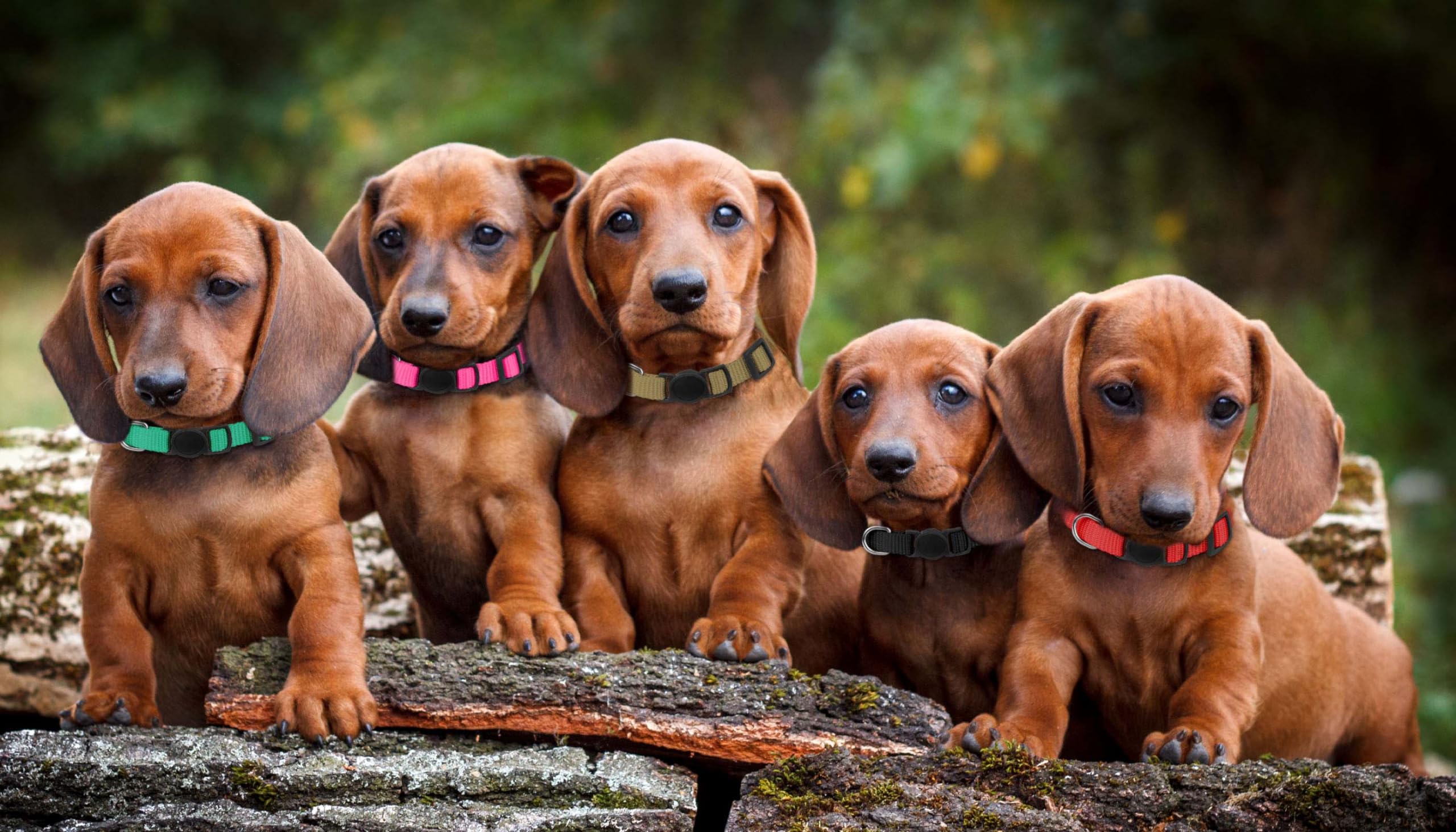 Kimgep value pack offers durable, budget-friendly color variety for new litters.