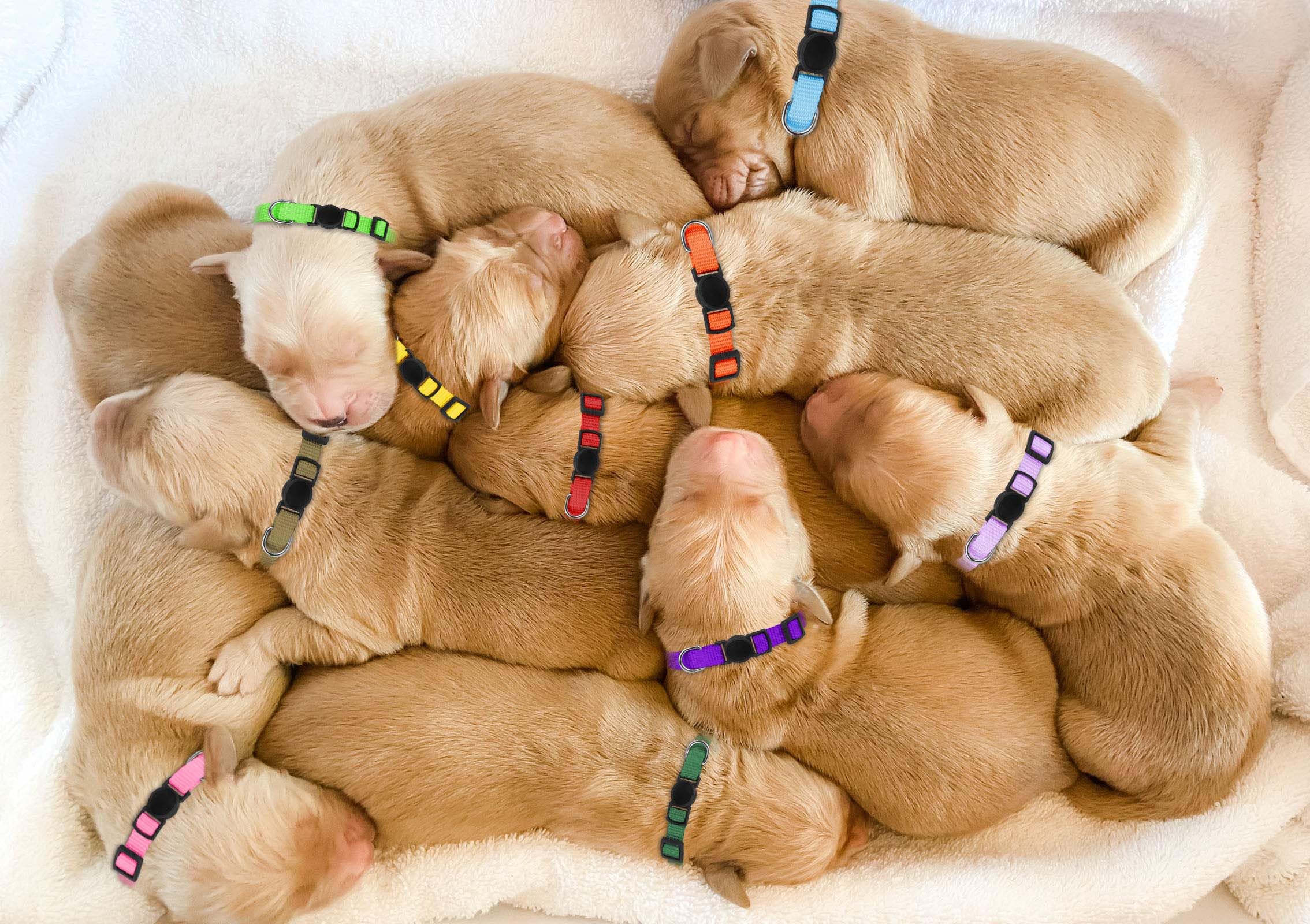 Kimgep whelping collar set supports litter identification during early days.