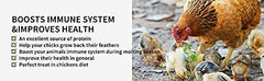 Kimoe mealworms fed to chickens image, enhances feather health and vitality
