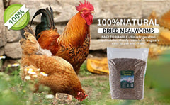 Kimoe mealworms in coop feeder offering a protein-rich treat for hens.