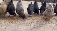 Kimoe mealworms served to ducks, energy-rich treat for healthy stamina