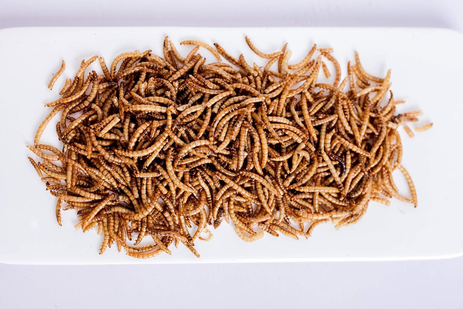 Kimoe mealworms in dish illustrate potential feather health support and vitality.