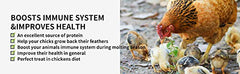 Kimoe mealworms at a wild bird feeder for year-round nutrition.