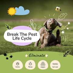 Kin-kind dog shampoo lather forms a rich foam for easy cleansing.
