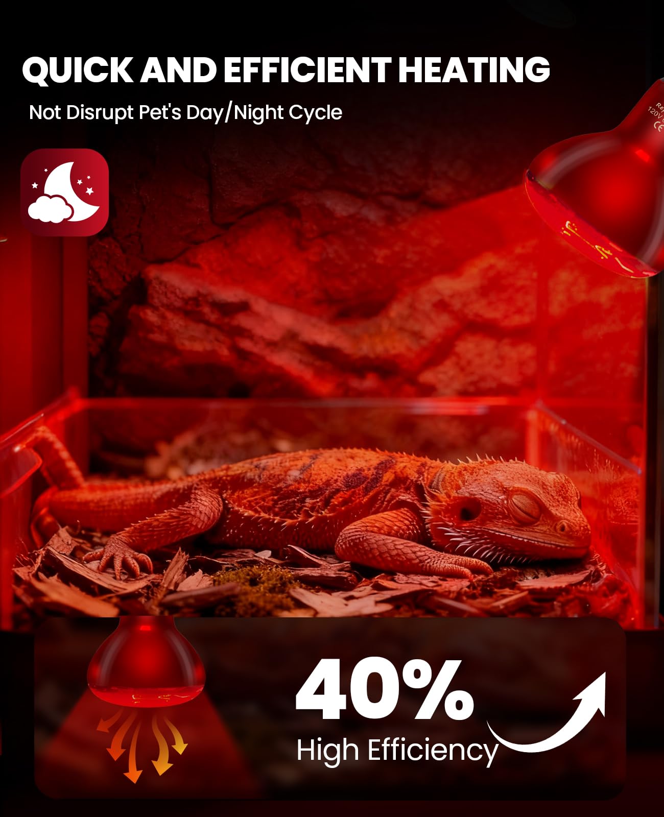 KINDEEP infrared heat lamp 75W pack in-use bearded dragon demonstrates quick warmth