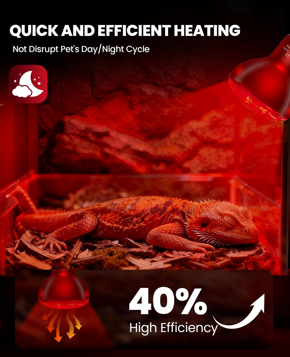 KINDEEP infrared heat lamp 75W pack in-use bearded dragon demonstrates quick warmth