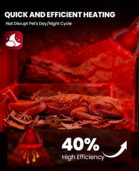 KINDEEP infrared heat lamp 75W pack in-use bearded dragon demonstrates quick warmth