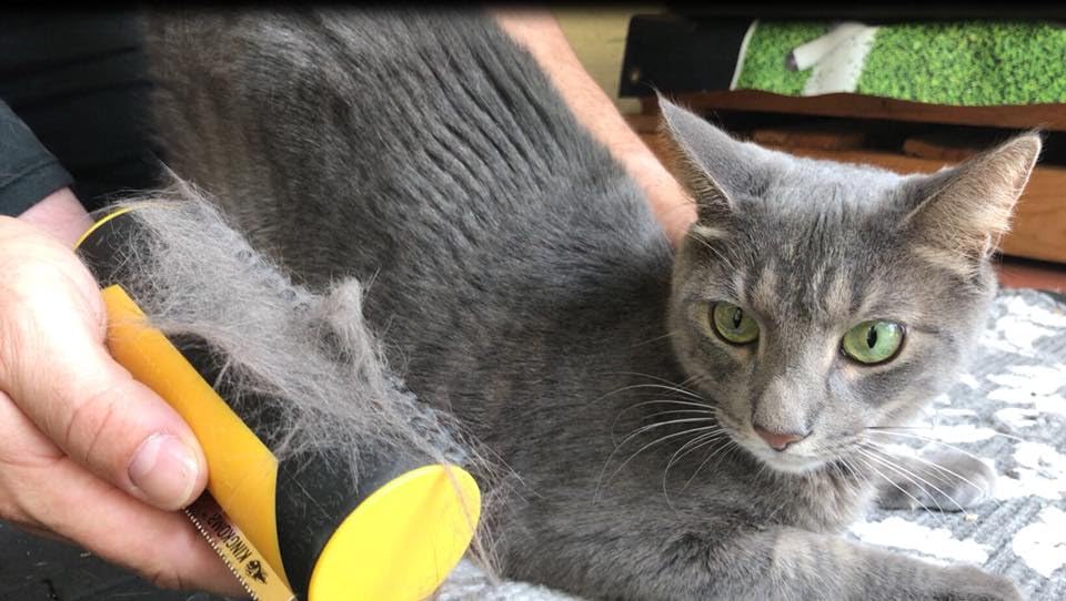 King Kanine deshedding brush quiet grooming session with pets