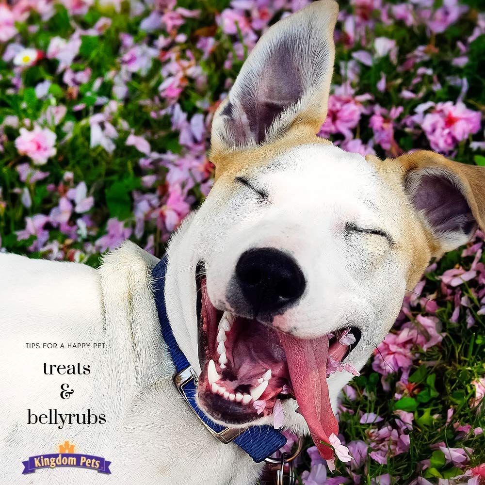 Kingdom Pets jerky sweet potato twists serving size pack close up