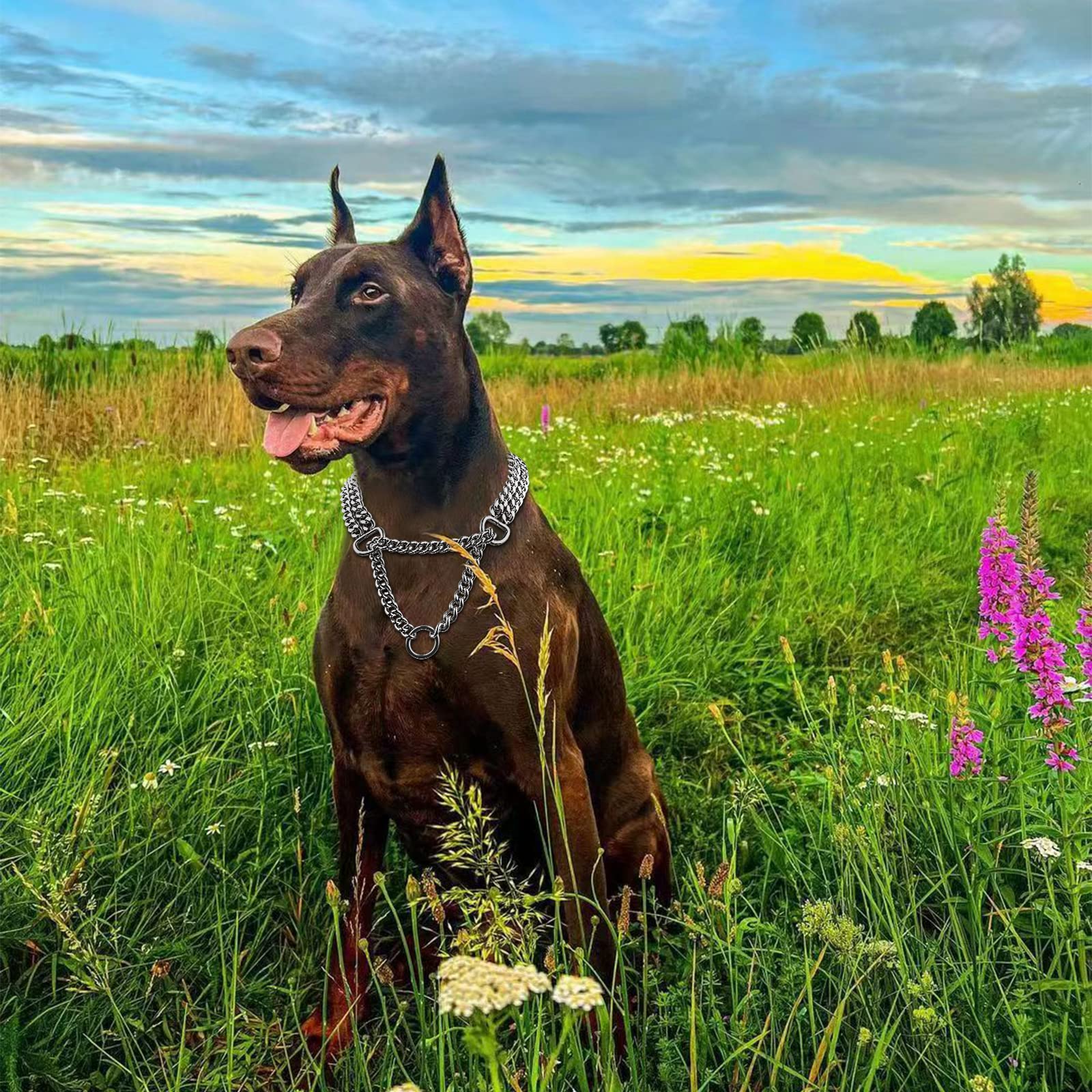 KINGOLDOGS adjustable dog collar 360 fit shown with neck measurement guide for proper sizing.