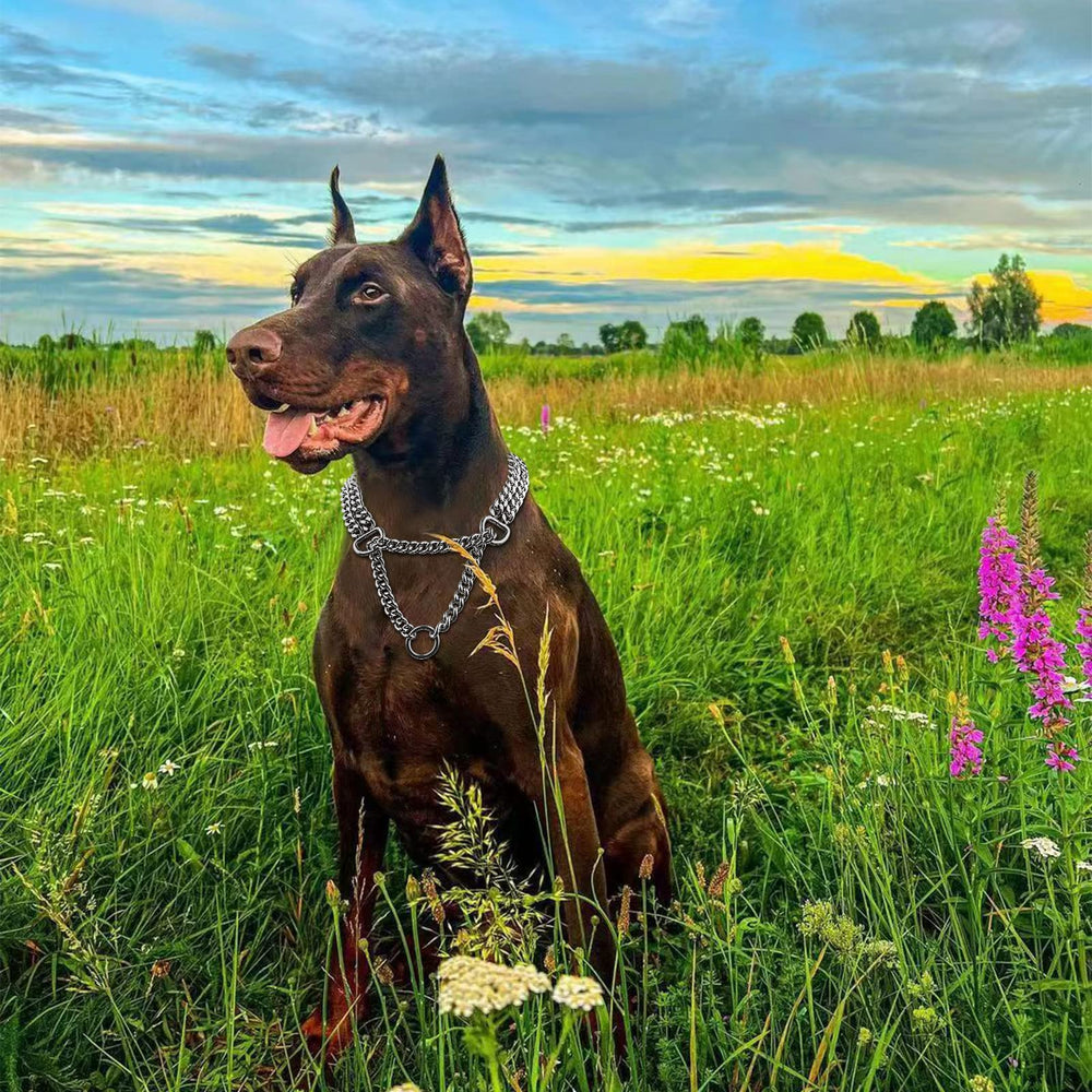 KINGOLDOGS adjustable dog collar 360 fit shown with neck measurement guide for proper sizing.