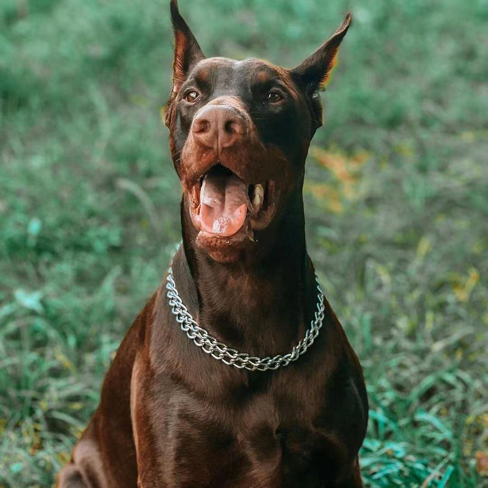 KINGOLDOGS double-row Cuban link collar demonstrates sturdy chew-proof design for active dogs.