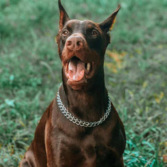 KINGOLDOGS double-row Cuban link collar demonstrates sturdy chew-proof design for active dogs.