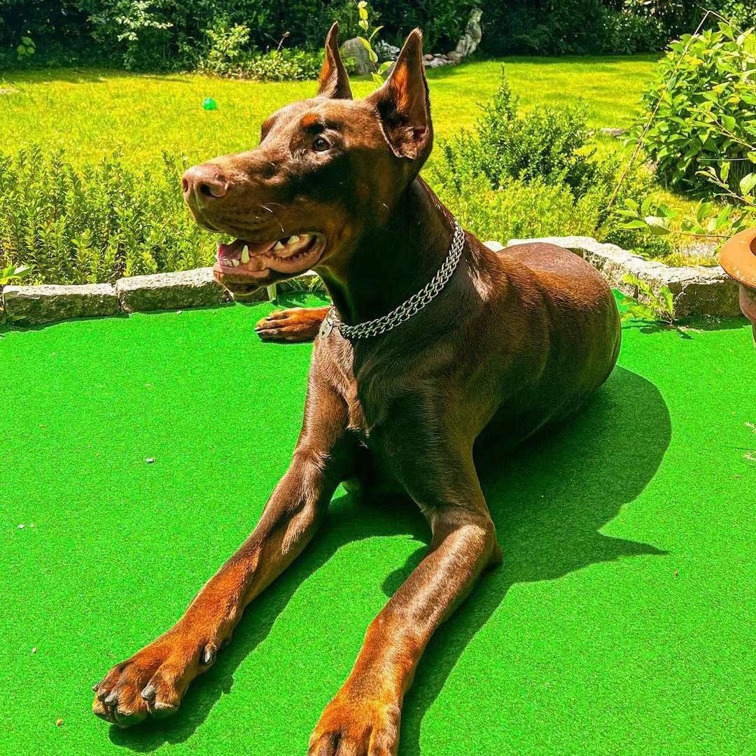 KINGOLDOGS stainless steel collar 316L resists rust for daily outdoor wear.