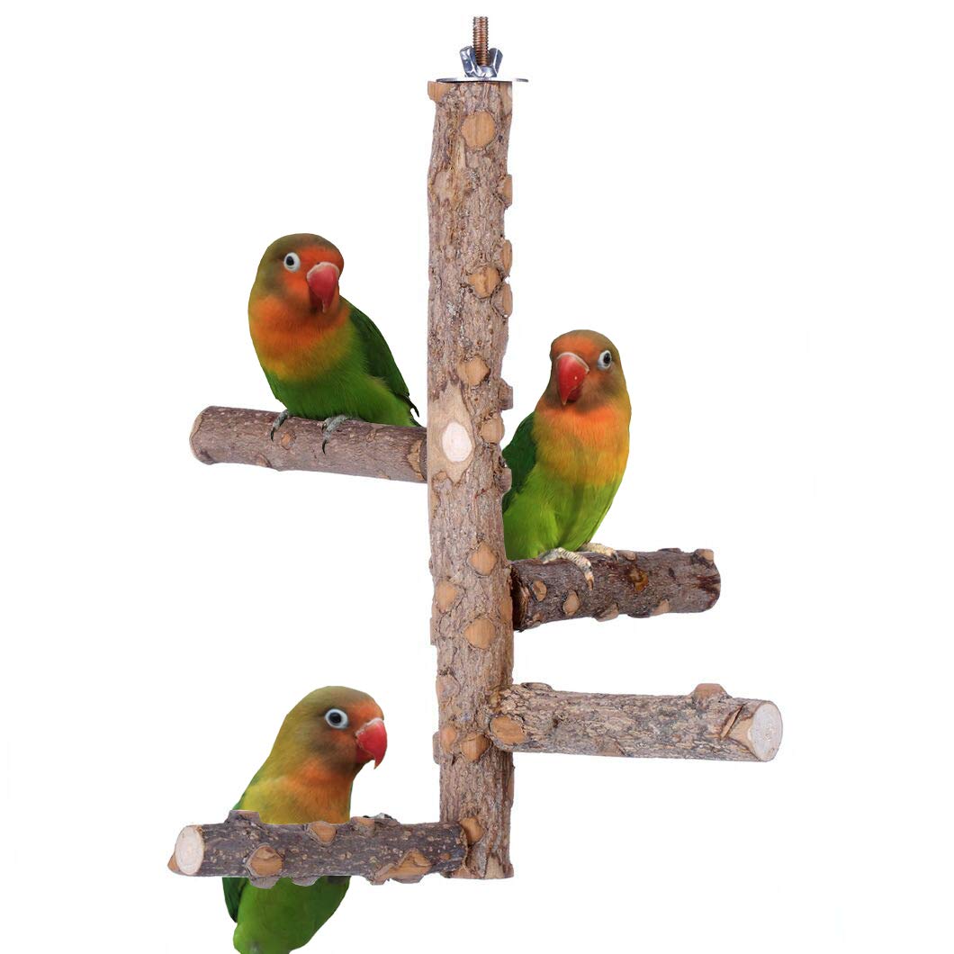 KINTOR Bird Perch Nature Wood Stand top view shows natural branch design for social parrots