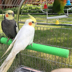 KINTOR parrot perch sand-coated wood provides safe chewing and foot exercise.