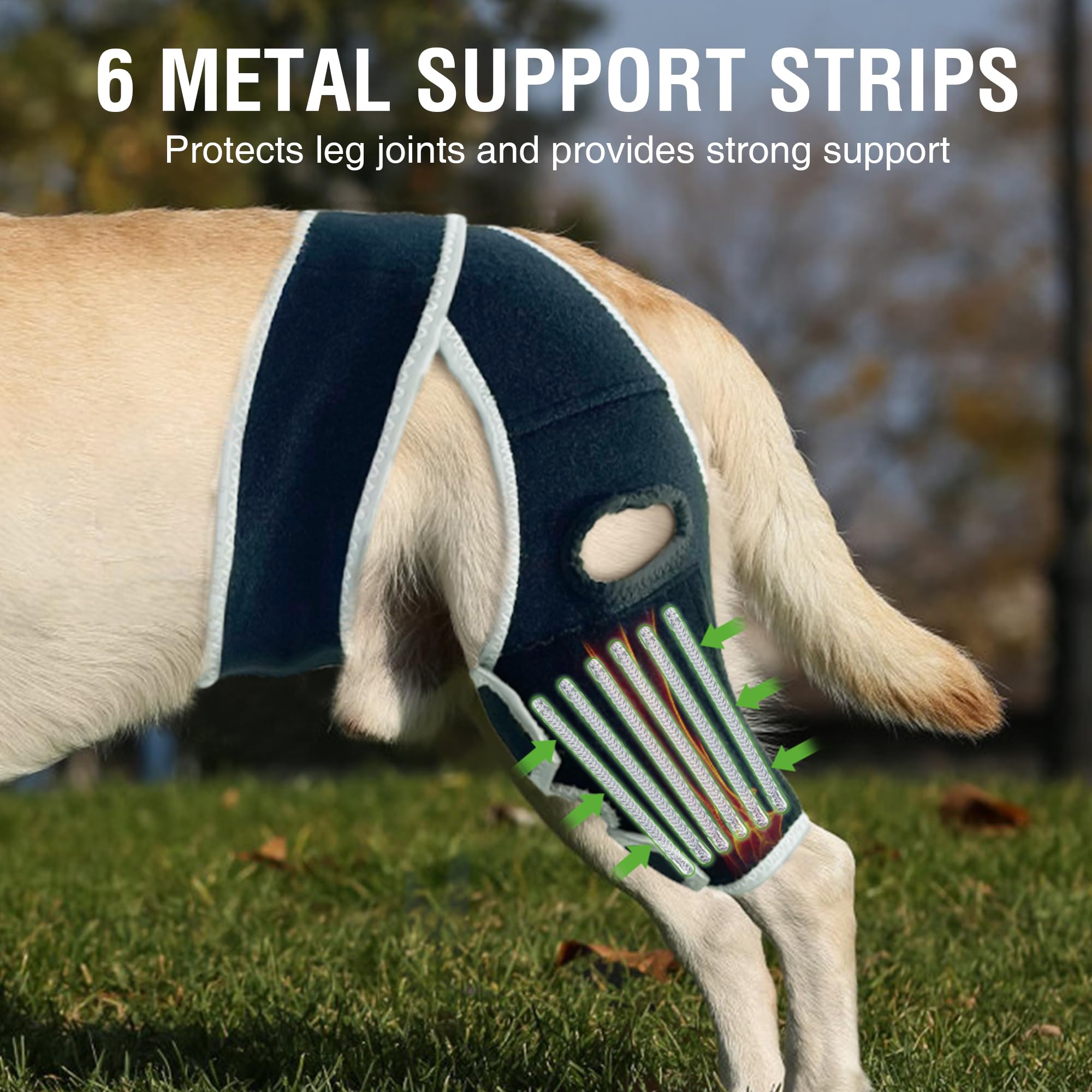 KISFLY dog knee brace worn-on-leg demonstrates secure wrap for luxating patella