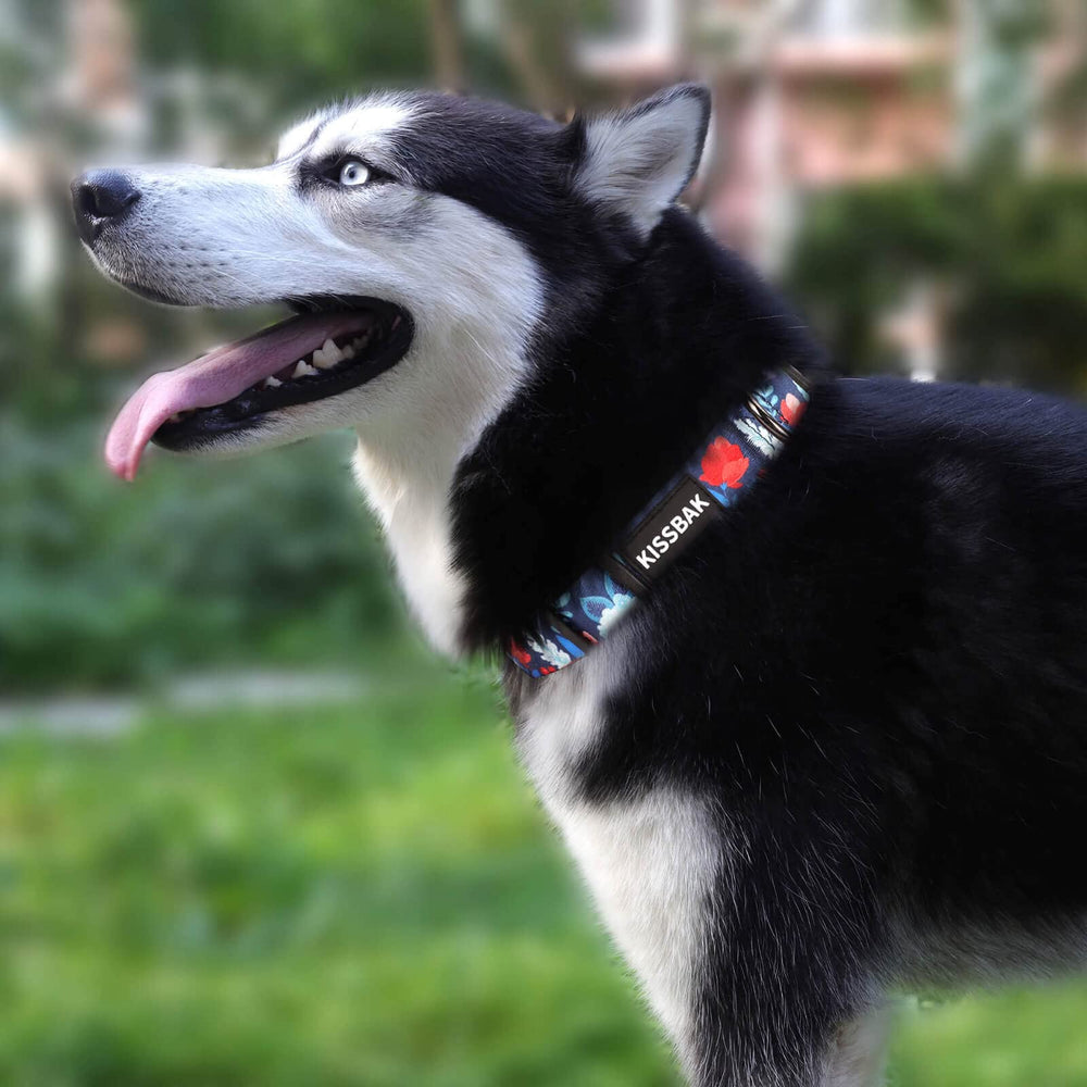 KISSBAK dog collar small dogs coated-d-ring provides durable leash attachment for active adventures
