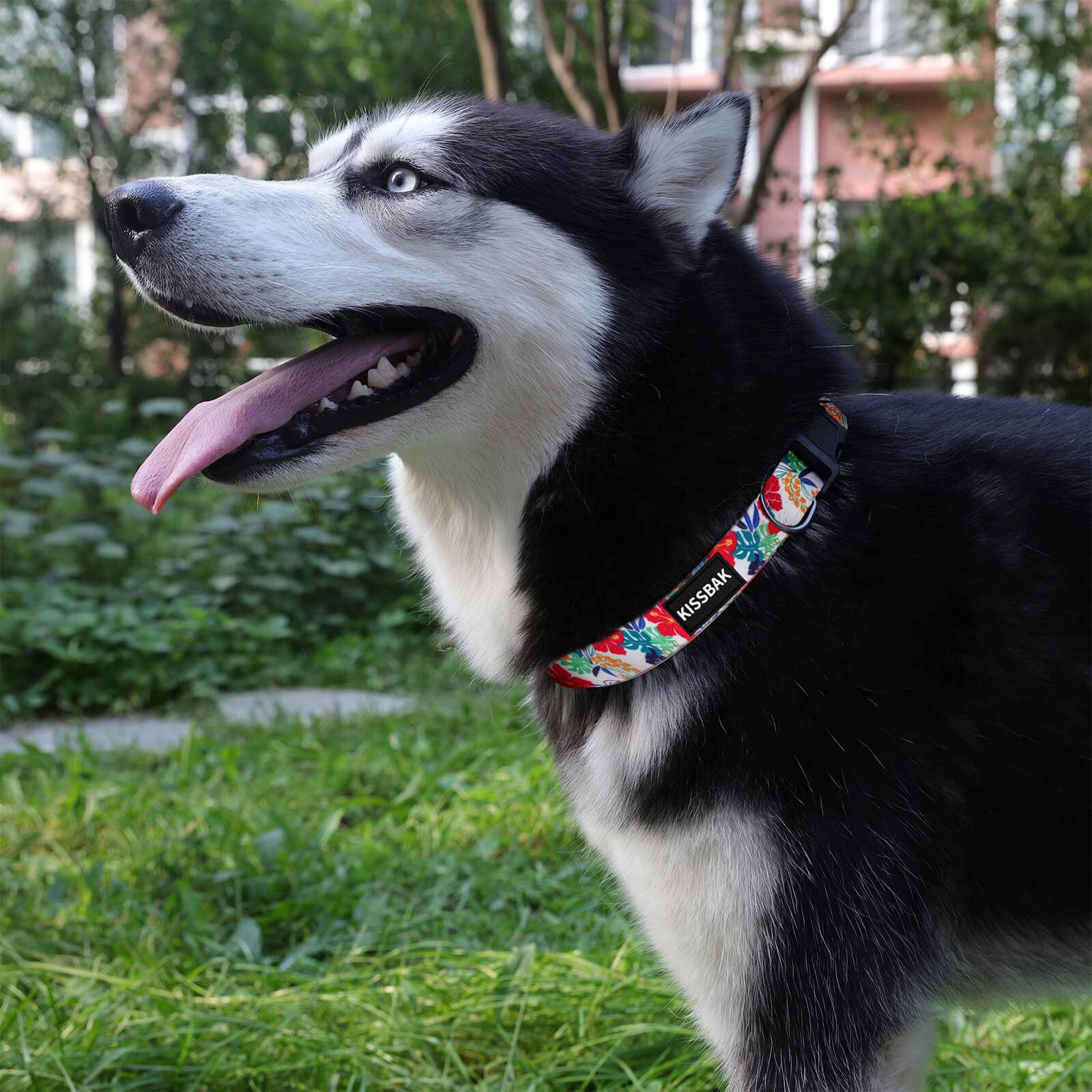 KISSBAK floral purple pattern collar for small dogs—durable, easy-on design