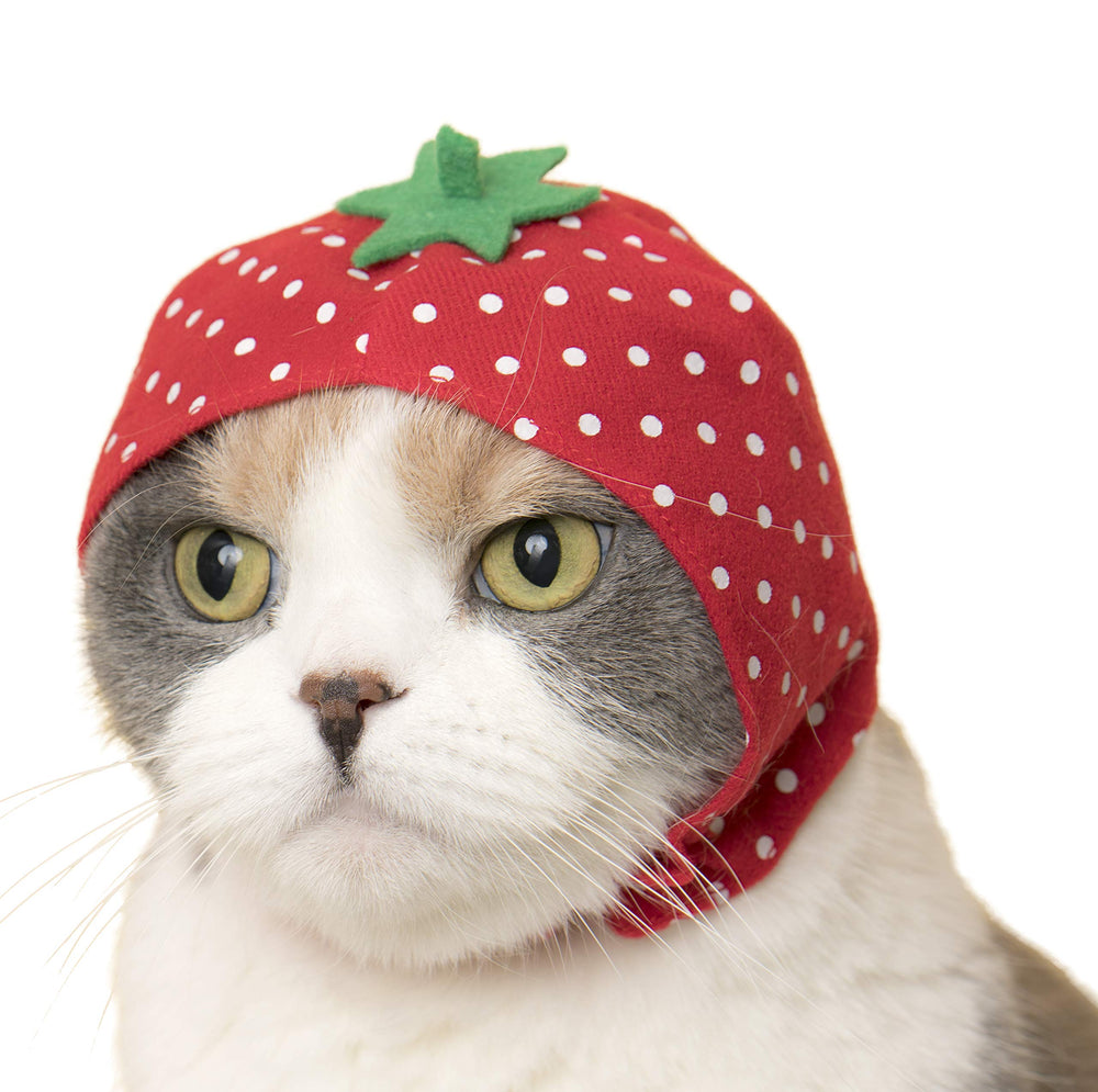 Kitan Club Fruit Cat Cap blind-box unboxing moment