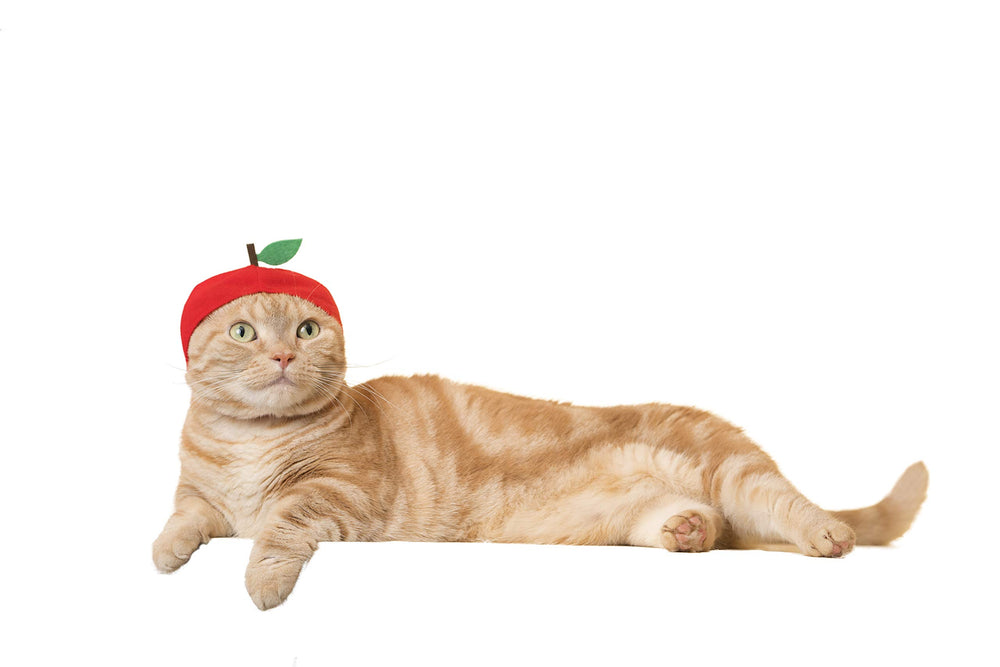 Kitan Club Fruit Cat Cap in action during playful moment and photos