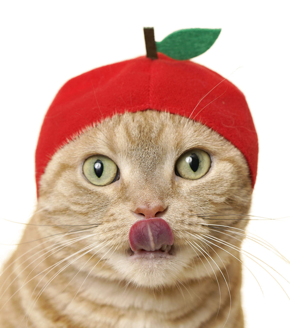 Kitan Club Fruit Cat Cap on cat displaying cute fashion for photos
