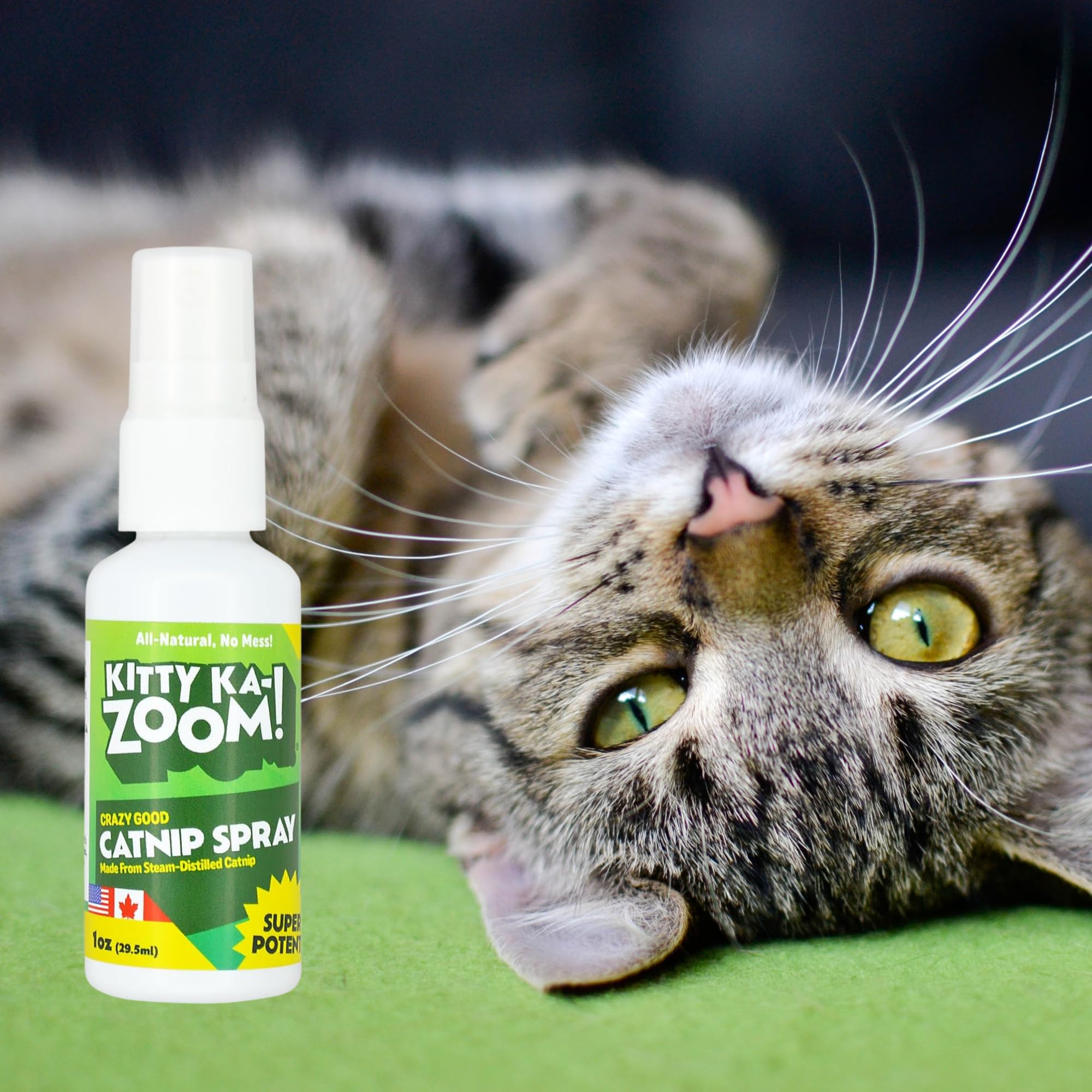 KITTY KA-ZOOM cat enjoys playtime after spray for enhanced interaction