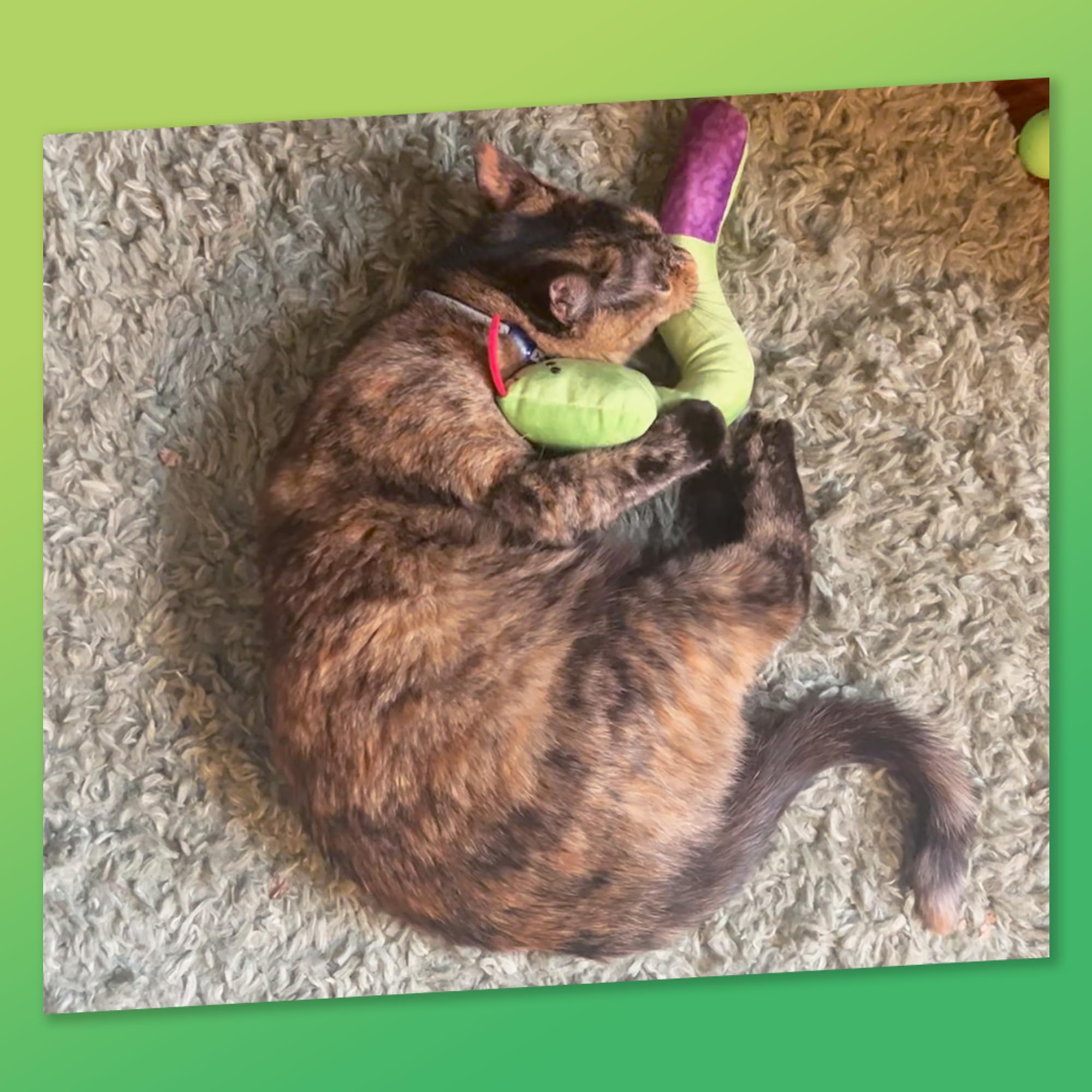 KITTY KA-ZOOM Zoomie Snake Kicker felt fins guide playful grabs and nibbling