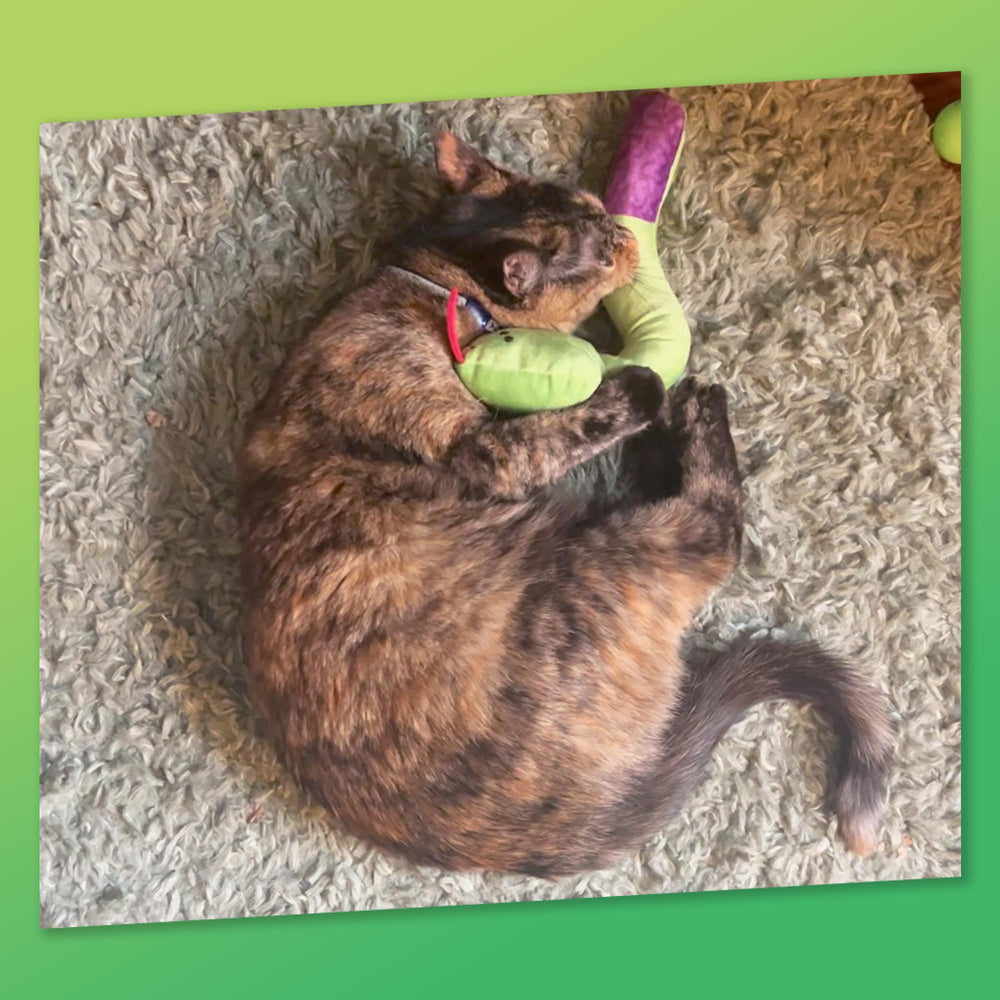 KITTY KA-ZOOM Zoomie Snake Kicker felt fins guide playful grabs and nibbling