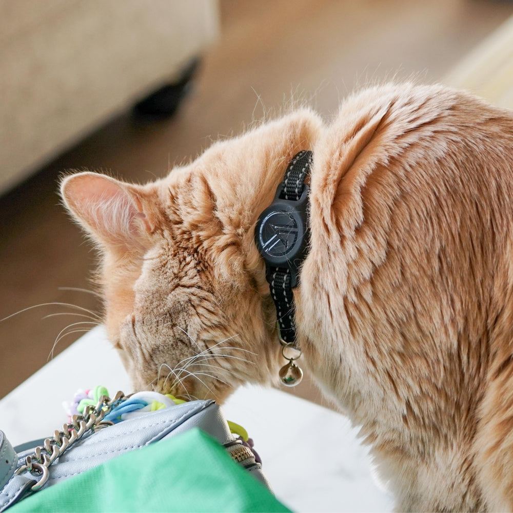 Kitty Kompass Tile Sticker Holder Collar everyday-wear supports easy tracking.