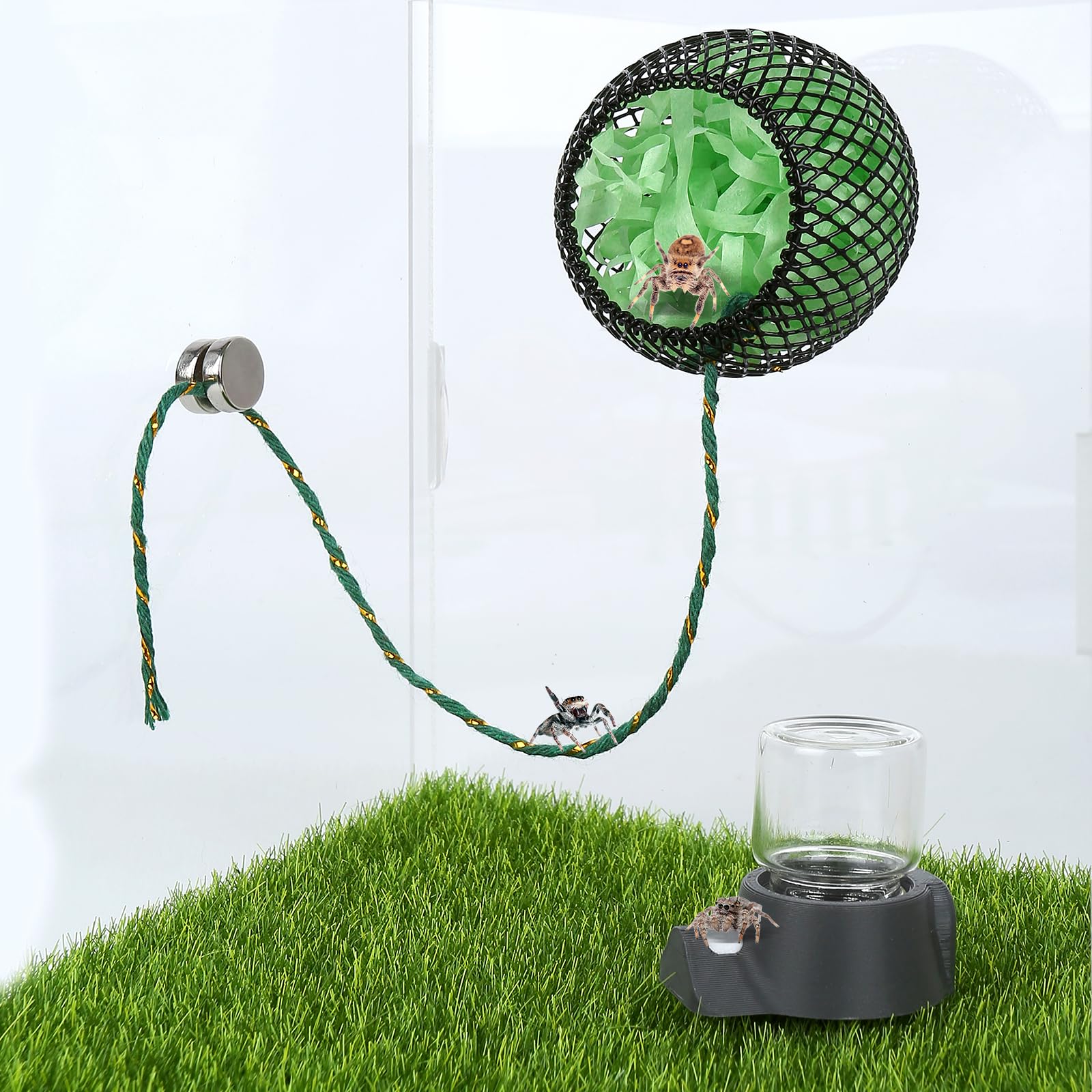 kkaririzhhi 5ml glass water dispenser promotes controlled hydration and humidity in the enclosure.