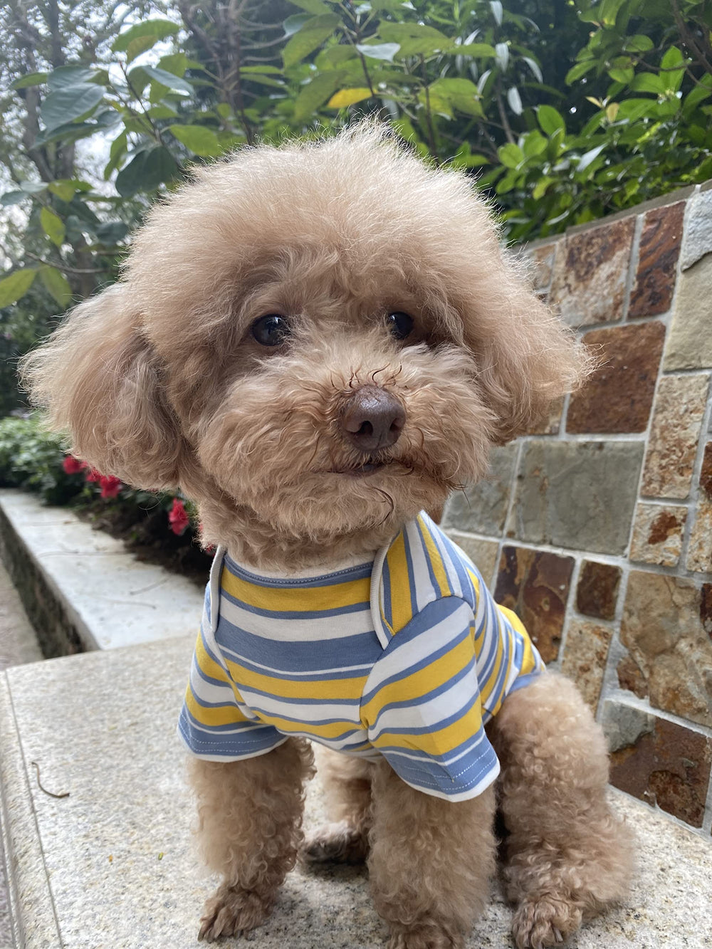 Knuffelen dog shirts lifestyle wear on a pet shows easy outfit pairing.