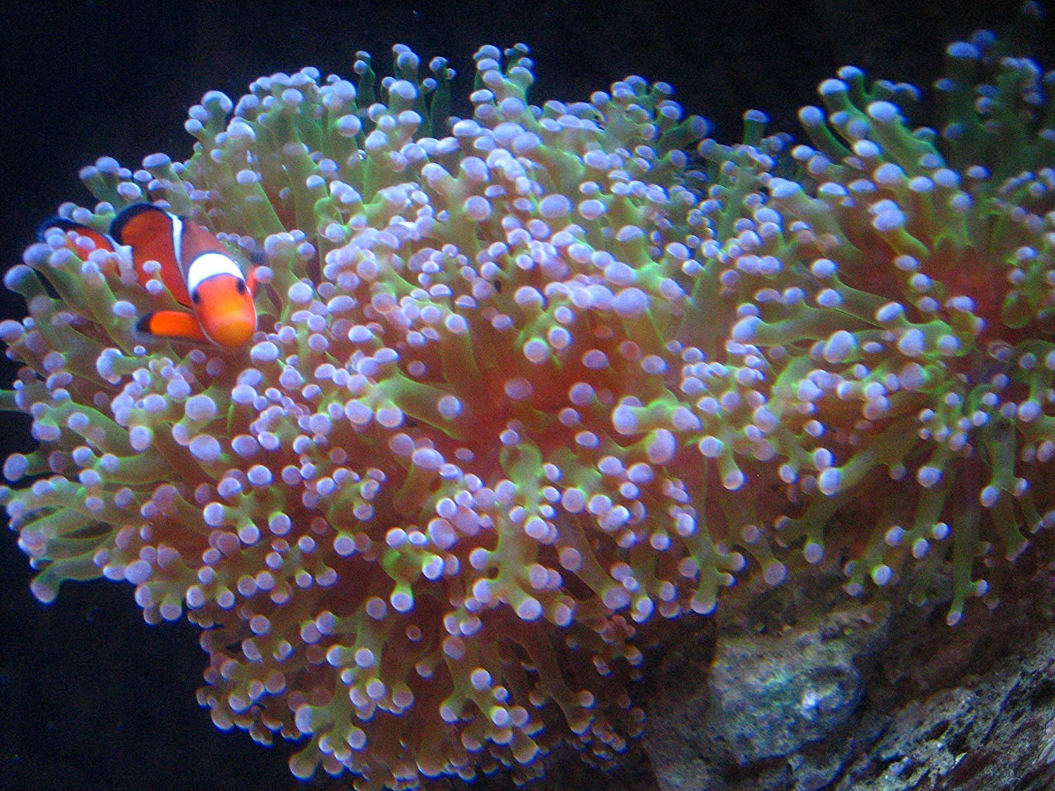 Kolar Labs Crystal Cal in tank demonstrates healthier aquarium habitat.