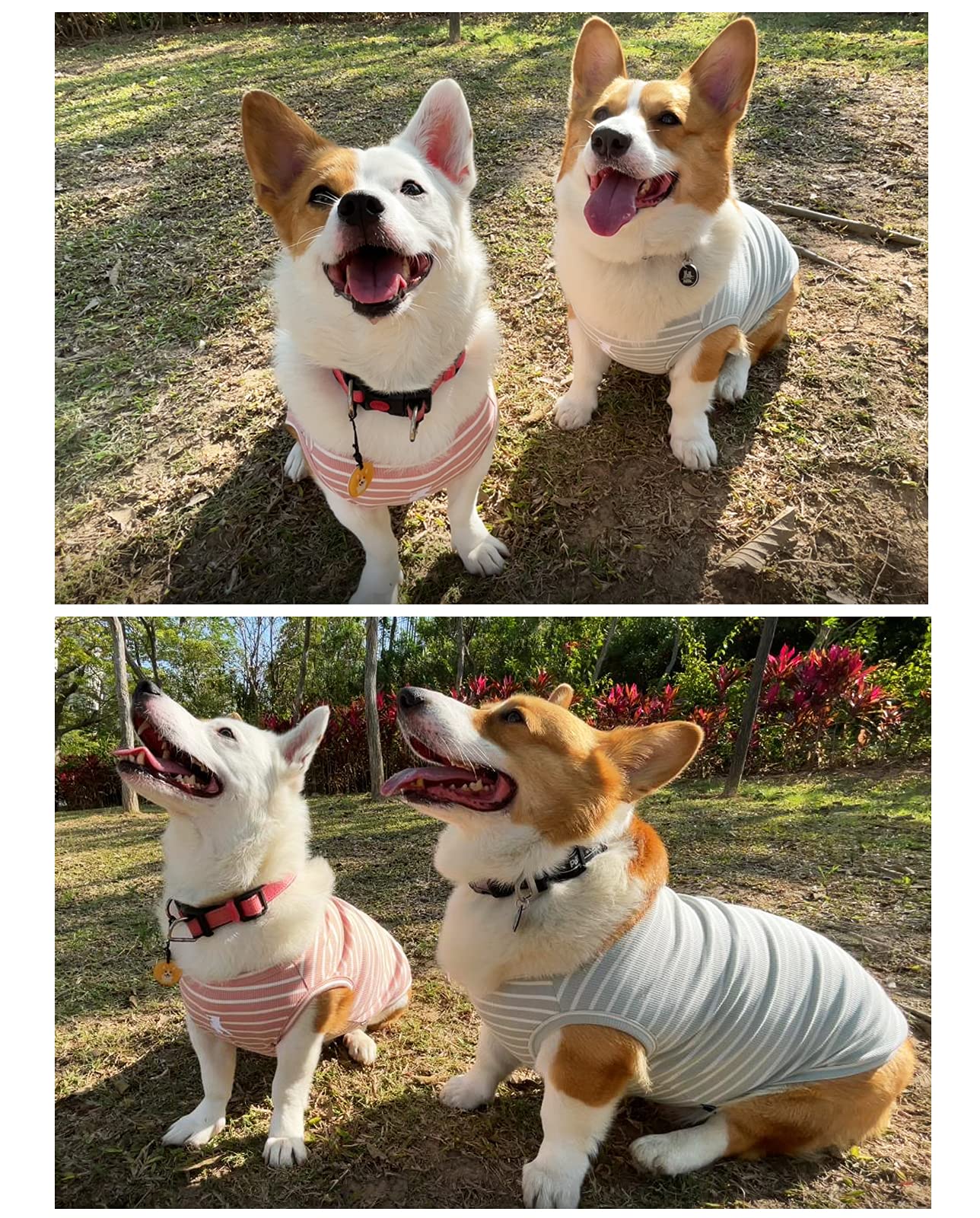 Koneseve dog wearing vest; comfortable daily wear with unrestricted movement.