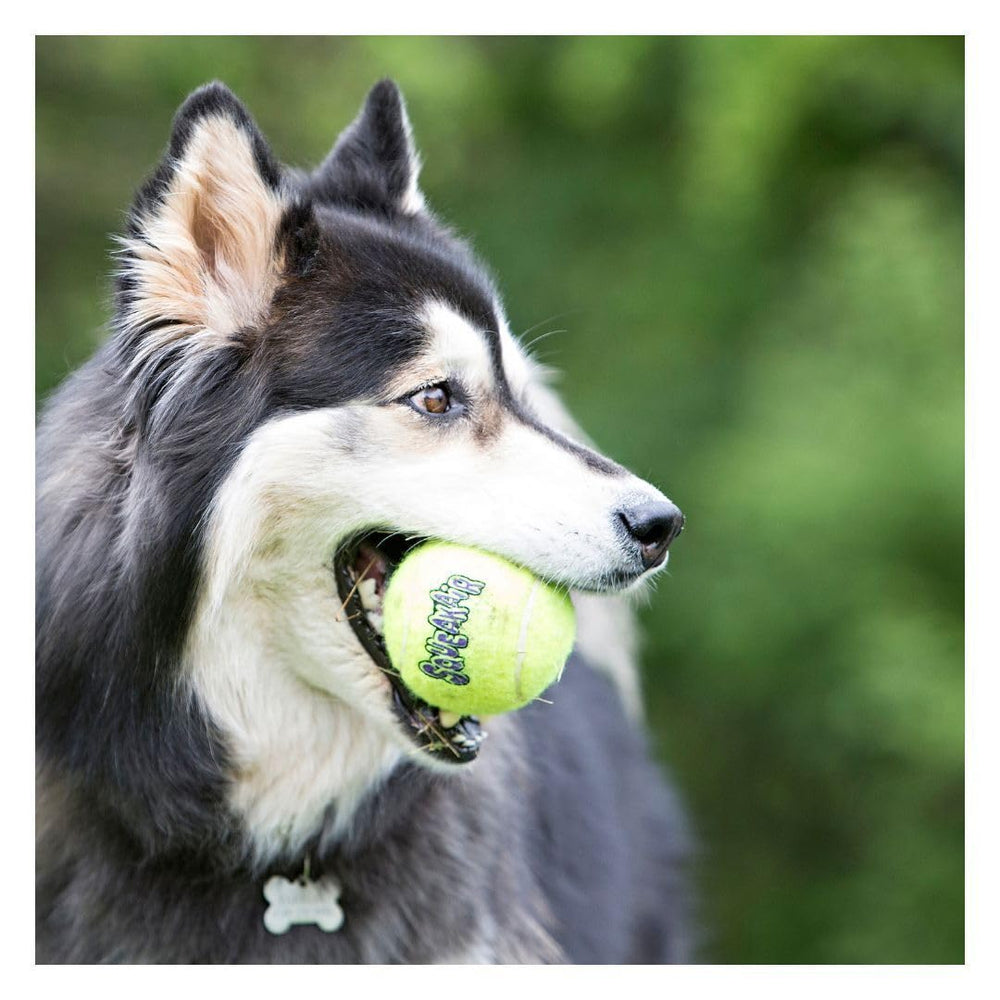 KONG AirDog Squeakair XL four-pack display showing value.