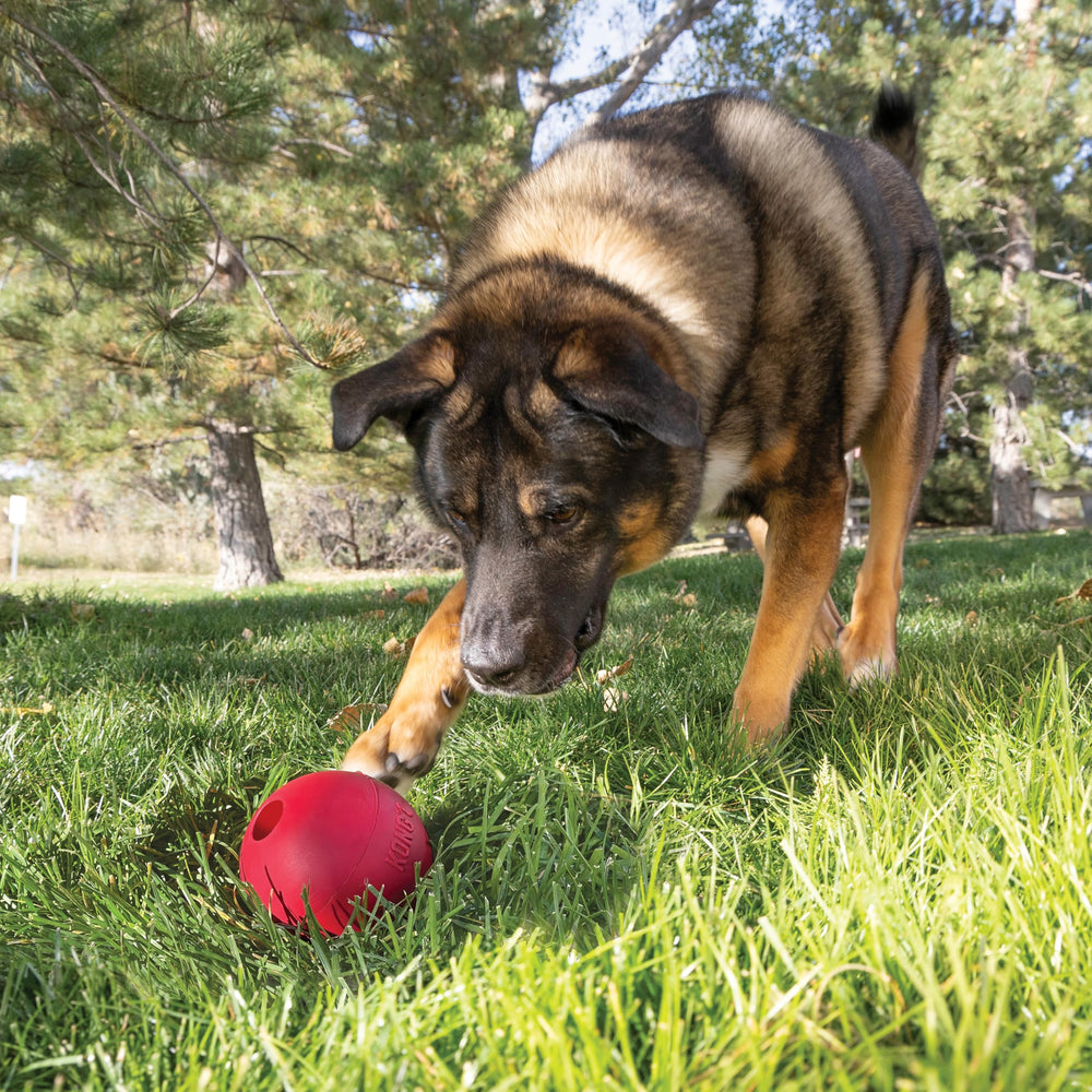 KONG Ball with Hole dog fetch – durable training toy for interactive sessions.