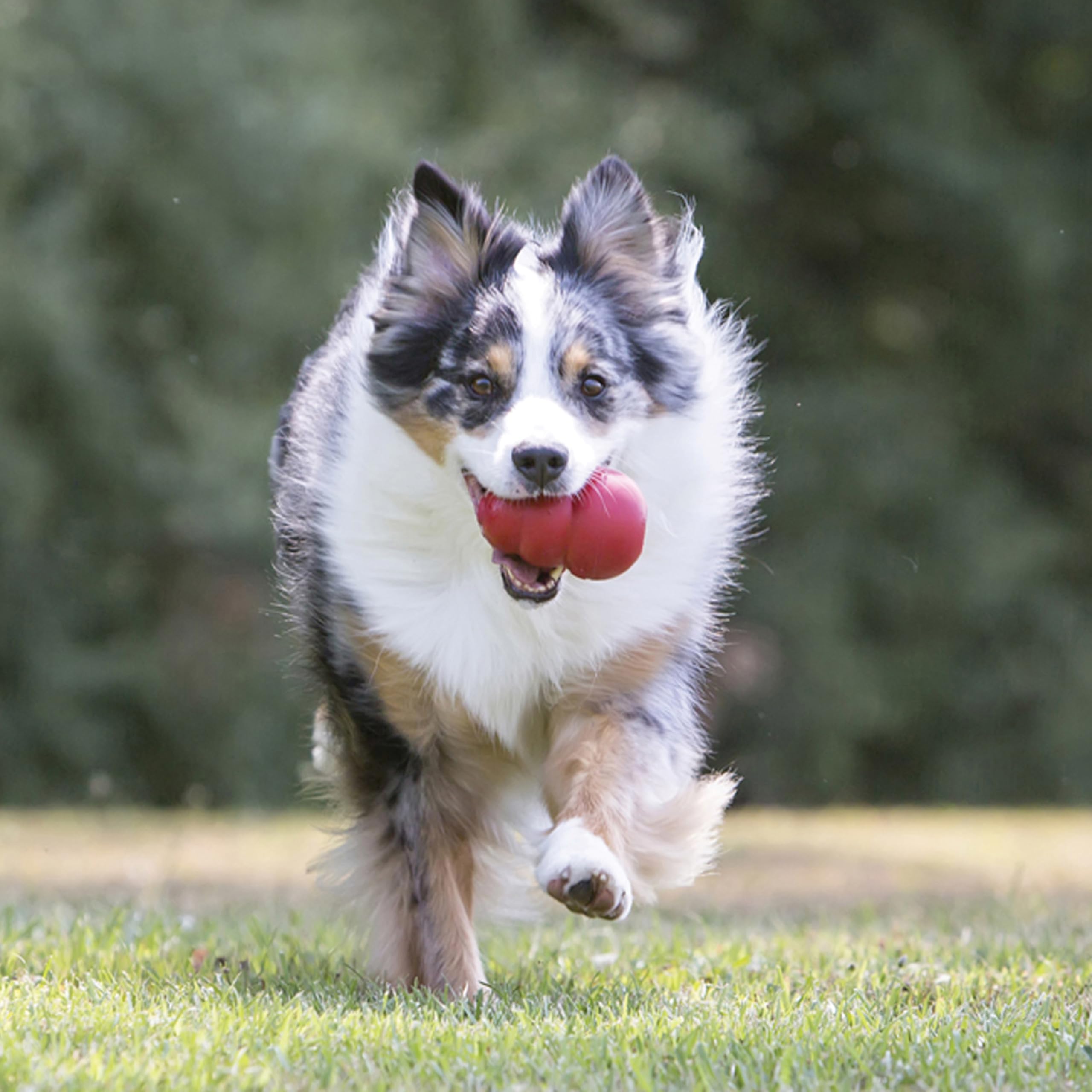 KONG Classic stuffed dog toy with erratic bounce invites interactive play and keeps dogs engaged.