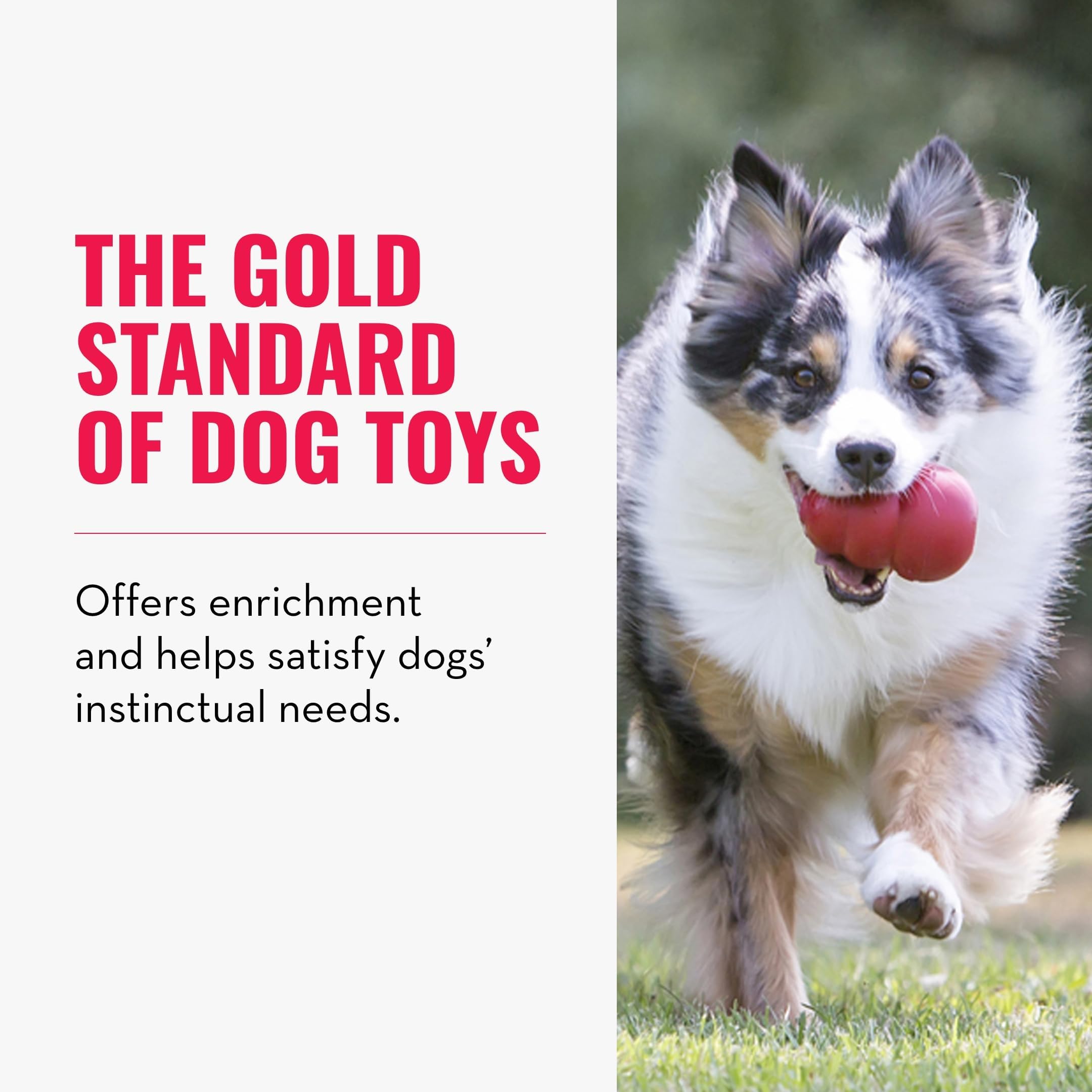 KONG Classic stuffed with peanut butter to extend play time