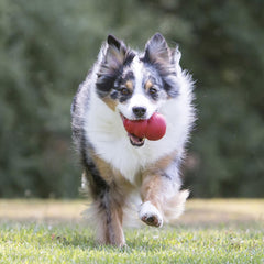 KONG Classic red toy with erratic bounce action for engaging play