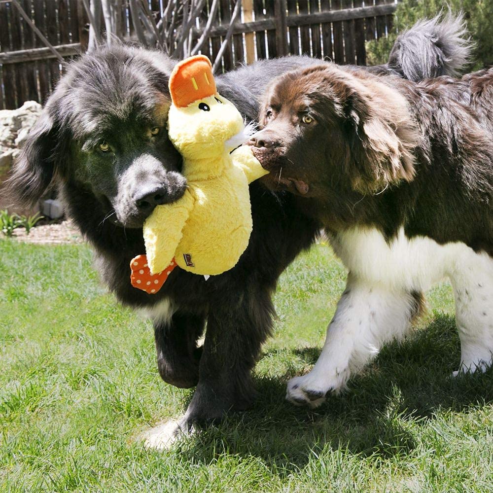 KONG Comfort Jumbo Duck XL beak stimulates squeak driven play